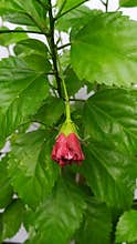 Chinese Hibiscus green Plant and Red Knop at West Bengal September 2021