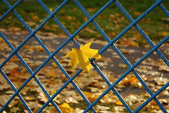 Yellow autumn leaves background - fall banner