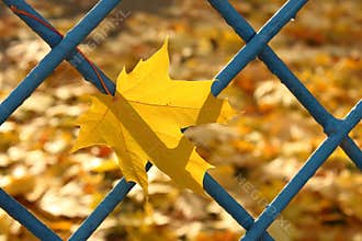 Yellow autumn leaves background - fall banner