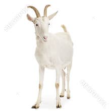 Goat