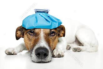 Sick dog