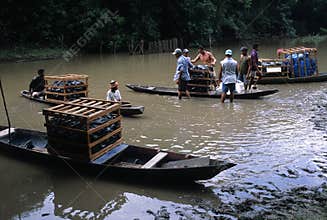 MARAJO island. (Amazon). BRAZIL
