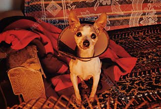 Pet dog of Chihuahua with Shame circle