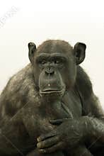 Portrait of ape