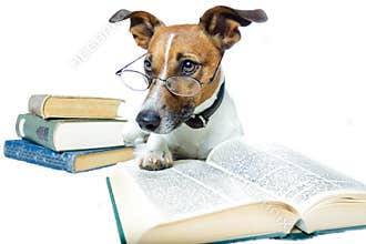 Dog reading books