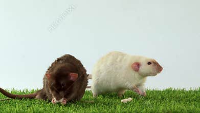 Two dumbo rats on green grass and white background play and eat together. Pets play together. Friends are animals. Place