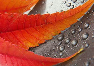 Colorful leaf