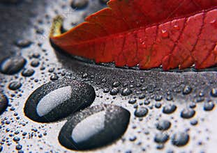 Colorful leaf