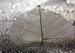 Leaf