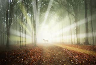 White horse in a magical forest with sun rays