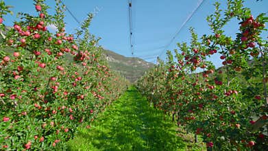 Apple plantation with net hanging above rows of trees