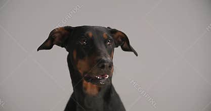 Cute dobermann puppy posing in studio