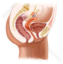 Medical Cross Section Illustration of Female Pelvic Organs and Urinary Anatomy