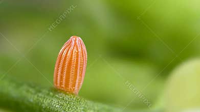 A close-up on a monarch butterfly egg