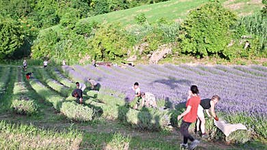 picking lavender in the field. People collect the harvest on a farm, subsistence farming in the province of italy.