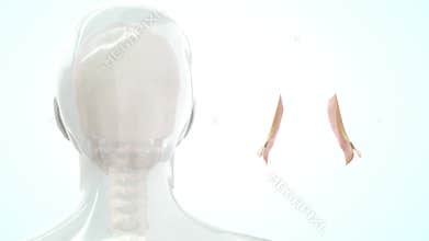 Location of Lacrimal gland in Human