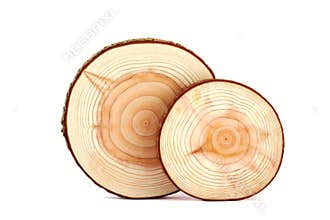 Tree rings texture.
