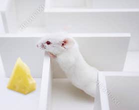 Cheese finding