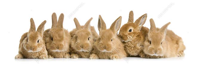 Group of bunnies