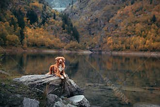 dog in the mountains. Nova Scotia Duck Tolling Retriever on peak of rocks at sunset. .