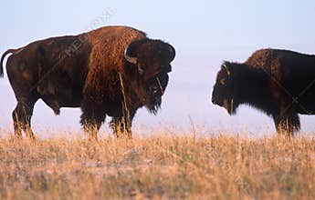 Buffalo on the range, Nebraska