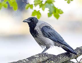 Hooded crow, Corvus cornix on a tree branch.