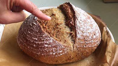 Baker checking the crust of fresh sourdough bread.
