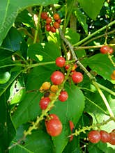 Antidema thwaitesianum Also called Buah Buni on the tree. Antidema have 101 accepted species in the genus