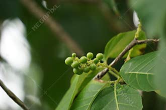 Antidema thwaitesianum Also called Buah Buni on the tree. Antidema have 101 accepted species in the genus