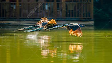 Peacock flying on water