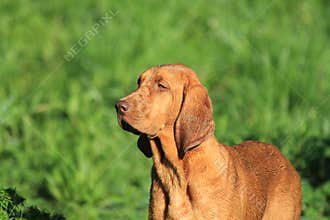Redbone Hound Dog