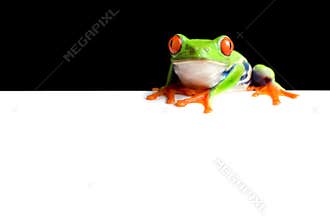 Frog border
