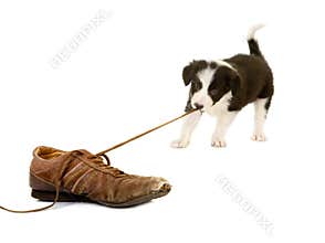 Puppy pulling shoe lace