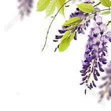 Wisteria flowers, floral design element