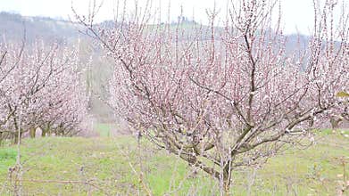 Blooming garden. Tree in the spring garden with blooming pink flowers. Gardens in the hills of Italy. Spring, April.