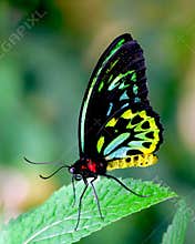 Butterfly beauty