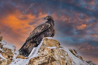 White Tailed Eagle Haliaeetus albicilla
