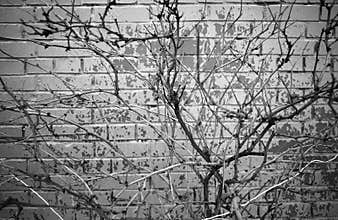 Black & white tree ikebana bricked wall back