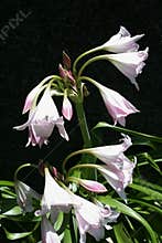 Crinum flowers in the wind sunning