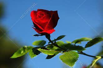 Red Rose in Nature