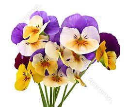 Colored pansies