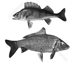 River perch isolated on white background.perch and carp river fish black and white photo