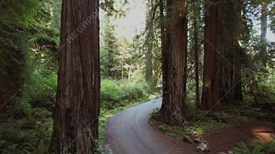 Aerial View of Ancient California Redwood Forest