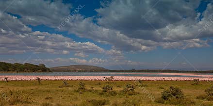 Flamingos at Naiwasha Lake, Kenya