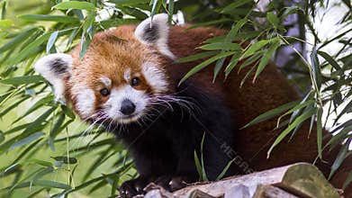 Red Panda, Ailurus fulgens also known as a firefox, lesser panda, or red-cat-bear