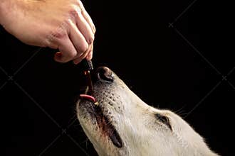 Dog licking a CBD oil dropper