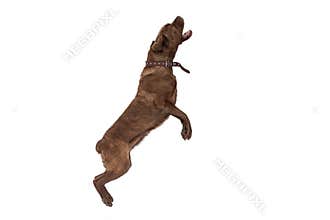 Cane Corso dog jumps up with open mouth, begging for something tasty. dog isolated on transparent background.
