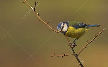 Vigilant Blue Tit