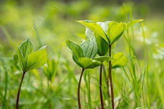 Herb Paris, Paris quadrifolia during a lush springtime in boreal forest, Northern Europe. Green backround.