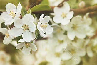 Apple blossoms in Spring